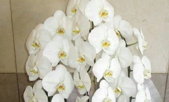 お供え胡蝶蘭大阪市生野区